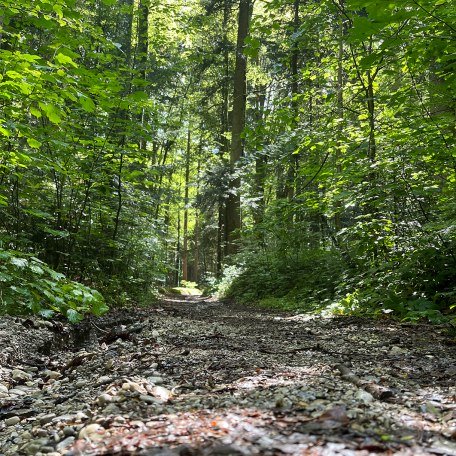 Waldweg Harzthal, © Marisa Blank